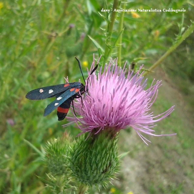 Zygaena ephialtes con 4 macchie?